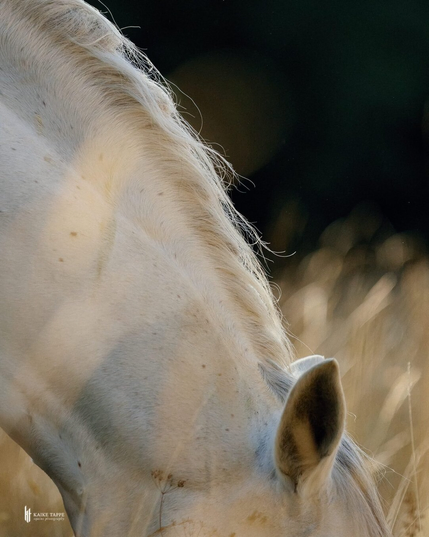 A white horse grazing in a field with knee-high golden grasses. The image is tightly cropped, only the upper neckline and the ears a shown. There's a slight breeze going through the grasses and mane. It's a peaceful atmosphere.