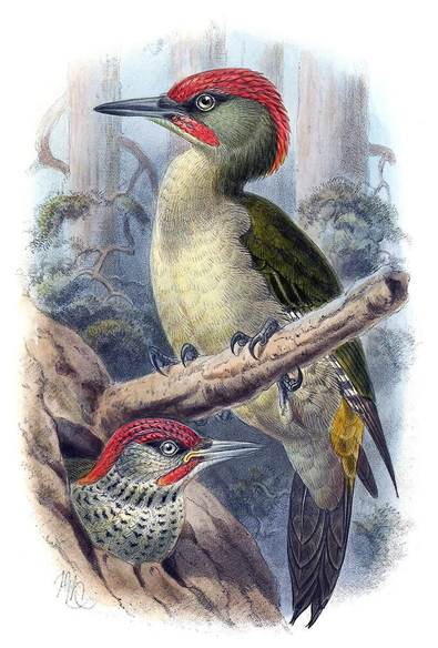 A male European green woodpecker (Picus viridis) is seen in profile perched on a branch, while below it a juvenile pokes its head out of a hole in the tree trunk. 