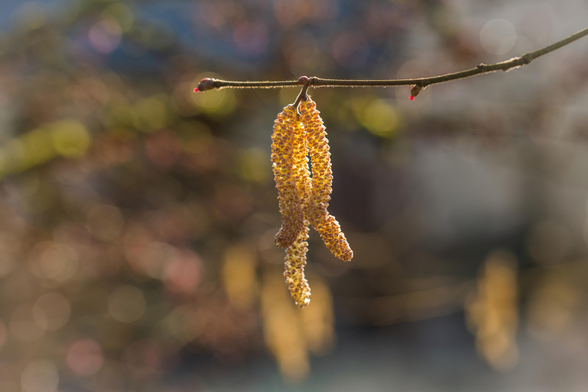 Das Bild zeigt eine Nahaufnahme von Haselnusskätzchen an einem Zweig.

Das Foto zeigt einen dünnen, braunen Zweig, an dem mehrere gelbliche Haselnusskätzchen hängen. Die Kätzchen sind länglich und bestehen aus vielen kleinen, dicht beieinander liegenden Blütenständen. Im Hintergrund ist eine verschwommene Landschaft mit Bäumen und Sträuchern in verschiedenen Brauntönen und etwas Grün zu erkennen.