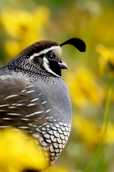 an impossibly handsome bird with a dashing black apostrophe-shaped crest in a field of yellow flowers.