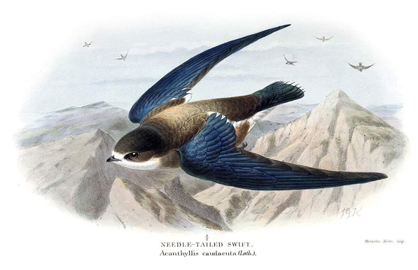 A needle‑tailed swift (Hirundapus caudacutus) is seen slightly from above as it flies over a mountainous landscape. Also known as the white-throated needletail, or spine-tailed swift, the needle-tailed swift is a migratory bird in the family Apodidae. 