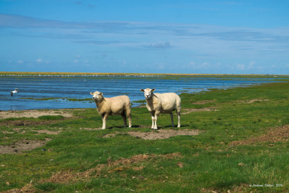 Unter einem blauen Himmel stehen zwei Schafe auf einer Weide. Hinter ihnen überflutet das Wasser der Nordsee langsam die Salzwiesen. 