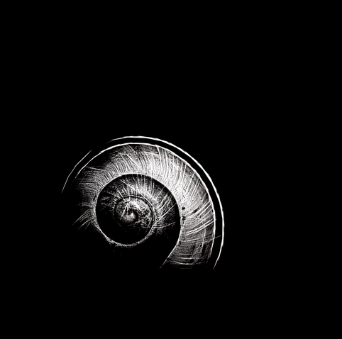 Auf einem tiefschwarzen Hintergrund sieht man ein kleines Schneckenhaus. Das Foto ist in Schwarzweiß.