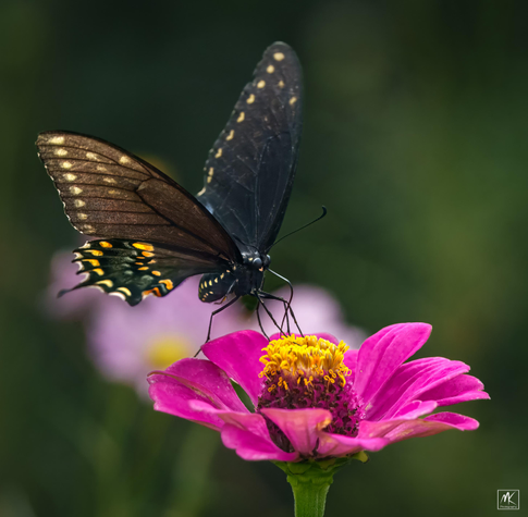 Color photo of a black swallowtail butterfly perched on and feeding from a pink zinnia flower with a yellow center.