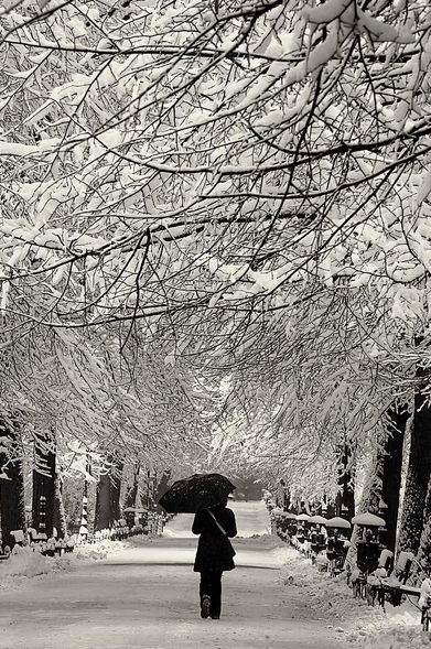 This is a black-and-white photograph of a solitary figure dressed in dark winter clothing and carrying a large, open umbrella. The figure is walking away from the viewer down a wide, snow-covered alley. Tall bare trees arch overhead on both sides of the path, their branches heavily laden with snow and forming a natural tunnel. The path stretches towards a bright, hazy vanishing point in the distance. Snow-covered park benches line the right-hand side of the path. The mood is silent and solitary, with a strong contrast between the dark figure and the white snow.