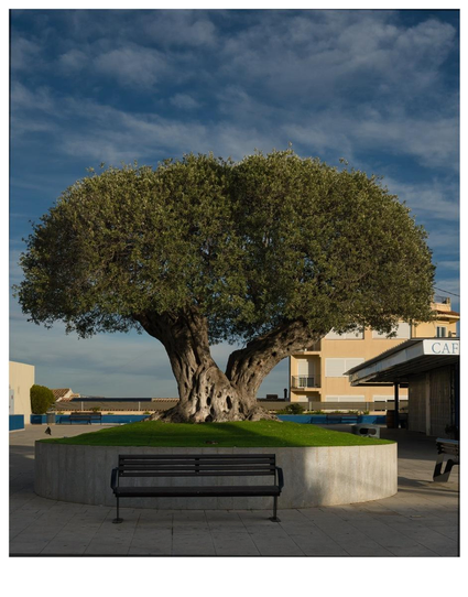 Mittig ein sehr großer alter Olivenbaum mit zwei Stämmen erhöht eingepflanzt an einem öffentlichen Platz. Das Rondell mit Baum ist mit Kunstrasen belegt, im Schatten davor eine Sitzbank. Blauer Himmel mit zerfaserten Wolken, später Winterhimmel