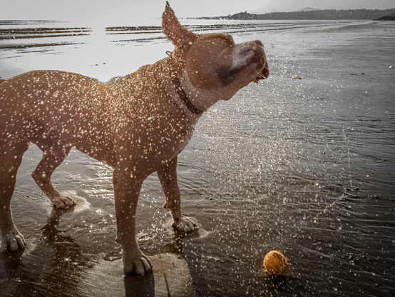 A large, muscular brown dog shakes water off its fur on a wet sandy beach at sunset while an orange tennis ball rests on the sand in front of him.