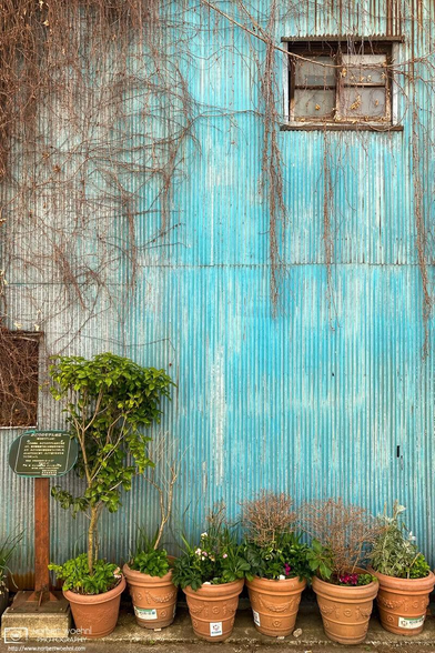 Flower pots in front of a turquoise-color corrugated metal wall in the Okusawa area of Setagaya in Tokyo, Japan