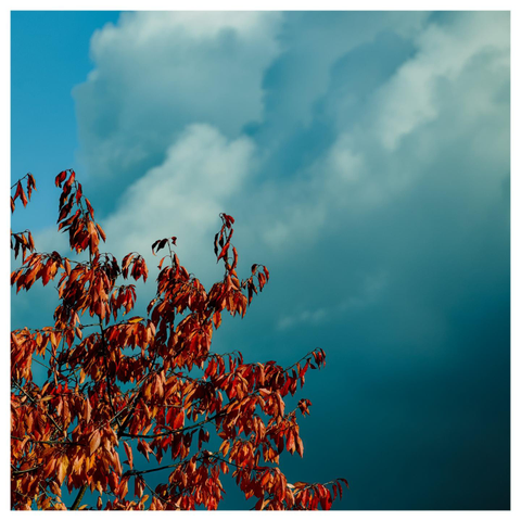 En fyrkantig bild på grenar med höstlöv i orange med hotande mörkblå moln. Längst uppe till vänster är himmelen blå.