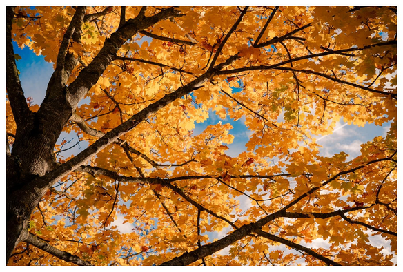 Orangefarbenes Blattwerk für ein bisschen blauem Himmel.