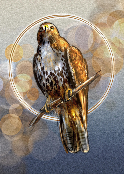 Illustration of a Red-Tailed Hawk, perched on a branch. Behind the bird is a pale blue paper texture that’s lighter at the top and darker at the bottom. Surrounding the hawk is a bokeh lighting effect in golds and yellows, as well as a halo of white light.