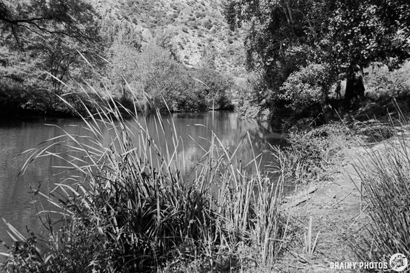A serene black and white landscape featuring a calm River Guadiaro surrounded by lush greenery and tall grasses, with hills in the background and trees lining the water's edge.