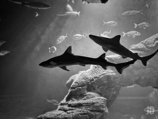 La imagen muestra una escena submarina en blanco y negro, donde dos tiburones nadan en primer plano rodeados de varios peces más pequeños. Al fondo, se distinguen formaciones rocosas bajo una tenue iluminación que atraviesa el agua.