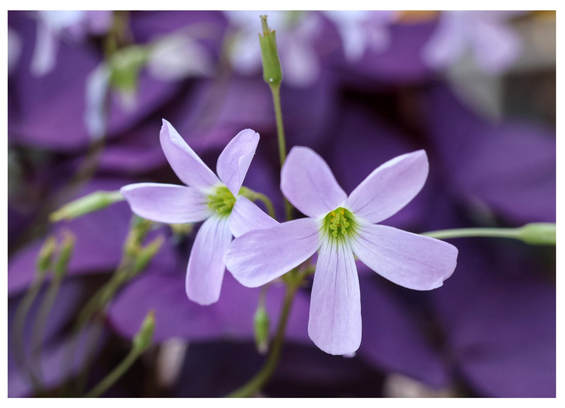 A close-up photograph of delicate false shamrock flowers, showcasing their soft, pale lavender petals. Each flower features five distinct petals with a subtle gradient, transitioning to a lighter hue near the centre, where a small green and white core is visible. The slender green stems and buds are slightly out of focus in the background, creating a gentle contrast against the vibrant purple tones of the blurred foliage.