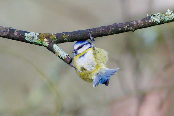 A gymnastic Blue Tit hangs upside down from a lichen encrusted twig, with tail toward camera and head raised in profile to show one eye as the bill is angled to left of frame. The bird and twig stand out against a blurred background of pale greens and brown.