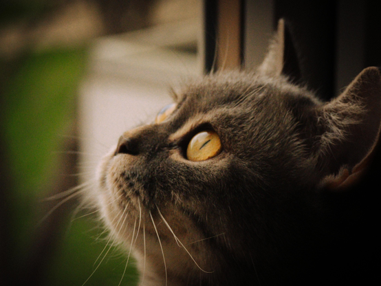 Fifi the house model