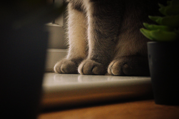 Fifi the house model