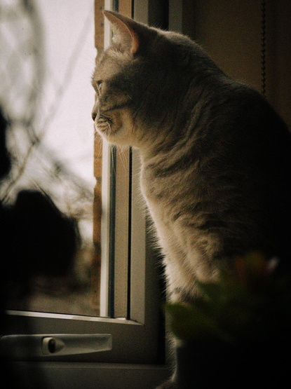 Fifi the house model