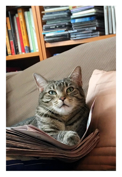 Max, my dearly missed gray tabby, reclining on top of a pile of newspapers on a couch. He extends one forepaw and leans his shoulder against a couch pillow as he gazes at a point slightly above the camera. Behind him is a blurry view of shelves with books and stacked CDs.