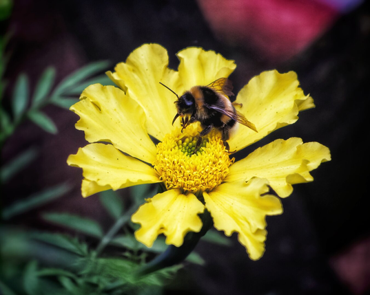 A close-up photograph of a vibrant yellow marigold flower in full bloom, its petals slightly ruffled and radiating outward. At the centre of the flower, a fuzzy bumblebee is captured mid-foraging as it delves into the bright yellow florets. The background is softly blurred, featuring hints of green foliage and subtle, out-of-focus floral elements, which help to draw attention to the bee and the marigold.