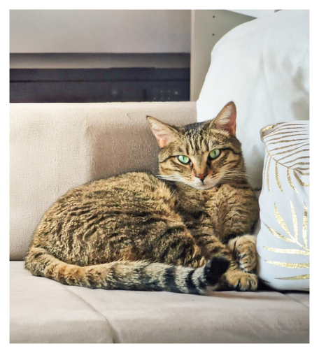 The photo is of a tabby cat (Filippo) lounging comfortably on a beige couch. He cat has a striking gaze (a give me a treat gaze) with his bright green eyes and a distinct tabby coat pattern of brown and black markings. He's laying against a background of soft white cushions and the arm of the couch, one of the cushions to his right has a gold leaf design. His tail, with dark stripes, is curled around its body.