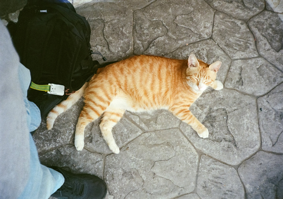 치즈 고양이 '싸군'이 촬영자 발치에 드러누운 채 눈을 감고 있다.