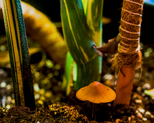 Am Stamm einer großen Monstera schaut ein Pilz aus der Erde hervor. 