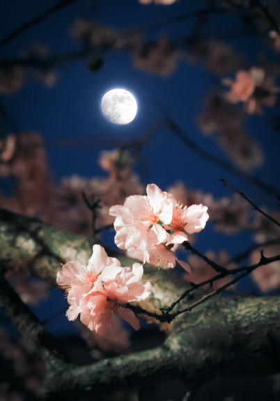 A photo of a night scene featuring a full(ish) moon in a dark blue sky. (The full moon isn't for a couple of days). The sky is partially obscured by almond blossom branches. In the foreground there are delicate, pink almond blossoms with soft, ruffled petals and light pink centers, resting on a textured, brown branch. The moon's bright light (and a streetlight to the left) illuminates the blossoms. The background is softly blurred making the moon and the blossoms in the foreground the centre of attention.