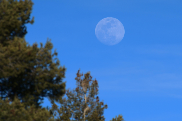 The rising moon has cleared distant trees. The sky is faintly textured by cirrus clouds. Because the moon is close to the horizon it has a low contrast appearance.