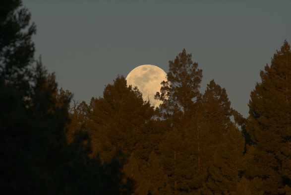 The full moon rises as the sun is about to set. The foreground is not strongly illuminated by the setting sun, so the moon already dominates the frame. The trees in sunlight look very flat because the sun is directly behind the camera, so there is very little shadow relief...therefore the trees look like paper cutouts.