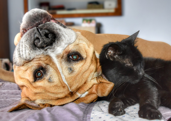 A large brown and white dog lies on its back with its head upside down, snuggling next to a sleeping black cat on a bed.