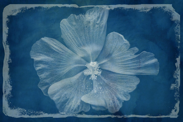 Hibiscus flower photograph processed to look like a cyanotype print.
