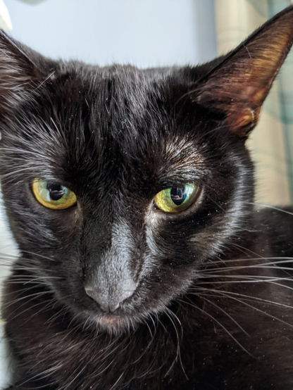A close-up, front-facing shot of a black cat’s face, focusing on its bright, yellow-green eyes and sleek, dark fur.
