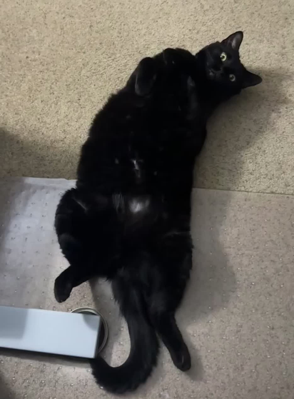 black cat, belly up, looks at camera and meows briefly. No audio