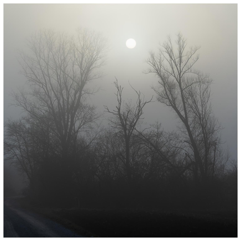 10/10 Nebelsuppe. Etwa 25 Meter entfern stehen einige kaum mehr sichtbare kahle Bäume deren Stämme und Aste durch die dahinterstehende Sonne als Silhouetten abgebildet sind. Die Sonne strahlt ein wenig durch die Suppe und ist als helle Scheibe zu sehen.