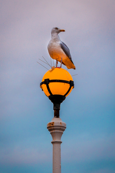 A seagull perches defiantly on a glowing amber globe streetlight at dusk, standing directly atop metal bird deterrent spikes against a soft blue and purple sky.