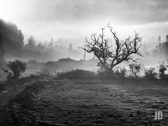 Fotografía en blanco y negro que captura un paisaje envuelto en una densa niebla o bruma atmosférica.
En Primer plano se observa un campo con vegetación baja y posiblemente escarcha, junto a un sendero que se curva hacia la izquierda. El elemento central es un árbol grande, oscuro y sin hojas con ramas retorcidas, que destaca en fuerte contraste contra el fondo brumoso.
Al fondo, la niebla difumina los detalles, creando una atmósfera misteriosa y etérea. Se aprecian siluetas de otros árboles más altos a la izquierda y en la distancia.
En general, la imagen tiene un tono dramático y melancólico, acentuado por el alto contraste y la calidad brumosa del entorno.
