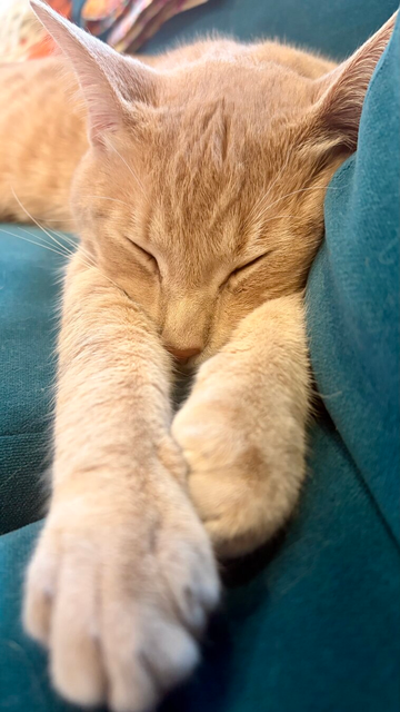 Orange kitten sleeps on a teal couch. The photo is a close up of his face and front legs outstretched towards you. His face is snuggled in between his front legs.