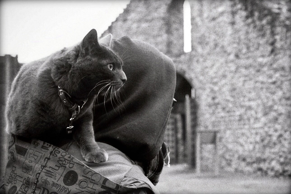 Un chat se trouve sur l'épaule d’un humain, ils se promènent