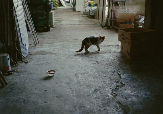 낡은 상가주택 복도에서 삼색 고양이 한 마리가 바닥에 놓인 그릇을 보고 있다.