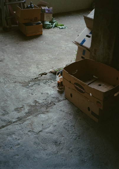 종이상자 뒤로 그릇 속 사료를 먹고 있는 삼색 고양이가 보인다.