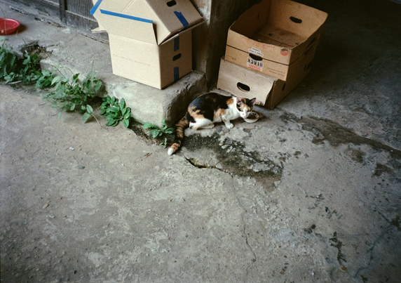 사료를 먹던 삼색 고양이가 뒤를 돌아보고 있다.