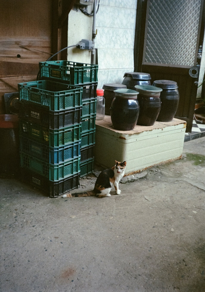 장독대와 플라스틱 박스 앞에서 삼색 고양이가 앉아있다.
