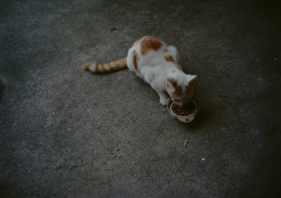 그릇 속 사료를 먹고 있는 고양이. 삼색 고양이의 새끼로 하얀 바탕에 노란색이 살짝 들어갔다.