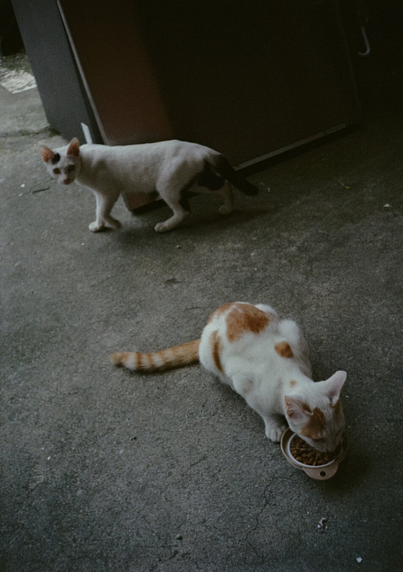 사료를 먹고 있는 하얀색+노란색 고양이 뒤로 하얀색+검은색 고양이가 지나가며 눈치를 보고 있다. 두 마리 다 삼색 고양이의 새끼이다.
