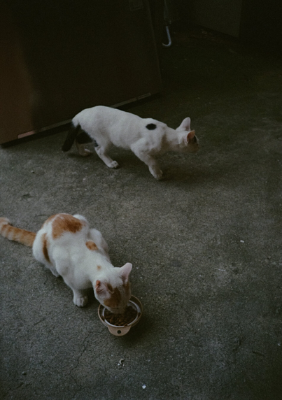 사료를 먹고 있는 하얀색+노란색 고양이 뒤로 하얀색+검은색 고양이가 두리번 거리고 있다.