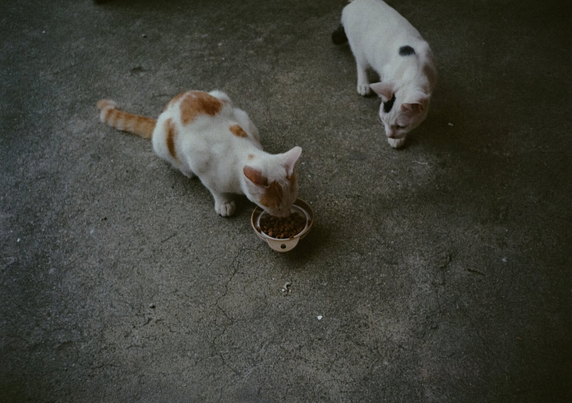 사료를 먹고 있는 하얀색+노란색 고양이 옆으로 다가온 하얀색+검은색 고양이.