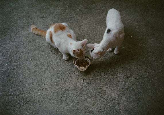사료를 먹고 있는 하얀색+노란색 고양이 옆에 다가가 그릇 속 사료 냄새를 맡아보는 하얀색+검은색 고양이.