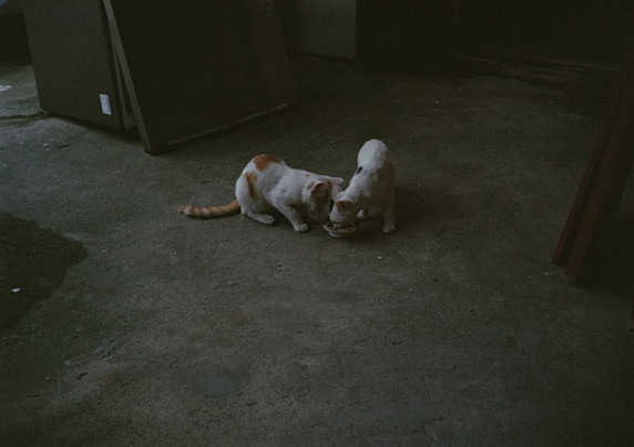 조금 더 멀리 떨어진 곳에서 찍은 사진. 마침내 하얀색+검은색 고양이가 사료를 먹기 시작했다. 바로 옆에서 그릇을 뺏긴 하얀색+노란색 고양이.