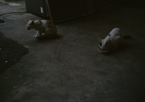 사료를 먹고 있는 하얀색+검은색 고양이. 하얀색+노란색 고양이는 배가 부른지 조금 옆에 앉아있다.